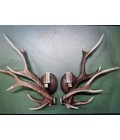 Sika Deer Antler Wall Lamp Natural 42cm