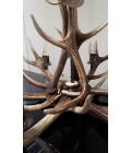 Deer antler chandelier 6 light 95cm Deer antler chandelier 6 light 95cm