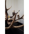 Deer antler chandelier 6 light 95cm Deer antler chandelier 6 light 95cm