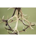 Deer Antler 4 Candle Light Chandelier 85cm