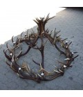 Red and Fallow deer antler chandelier 10 light 150cm