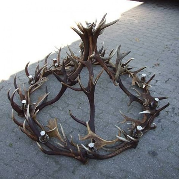 Red and Fallow deer antler chandelier 10 light 150cm