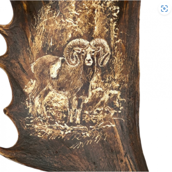 Mindre dovhjorthorn vägglampa med mufflongravyr naturlig 35 cm Mindre dovhjorthorn vägglampa med mufflongravyr naturlig 35 cm