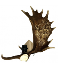 Mindre dovhjorthorn vägglampa med hjortgravyr naturlig 35cm Mindre dovhjorthorn vägglampa med hjortgravyr naturlig 35cm