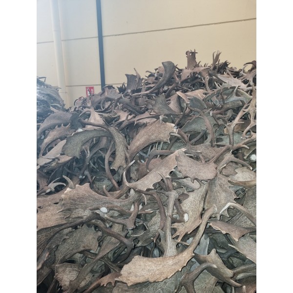 Dovhjortshorn - Lösvikt Dovhjortshorn - Lösvikt