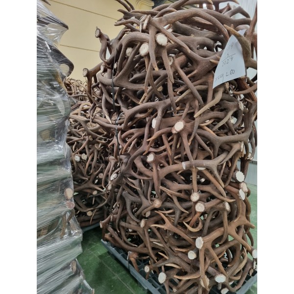 Kronhjortshorn - Lösvikt